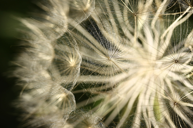 yellow, green, vulnerability, dea, flowers, outdoor, close, outdoors, beauty in nature, soft focus, plant, photography, fragility, the leaves are, beauty
