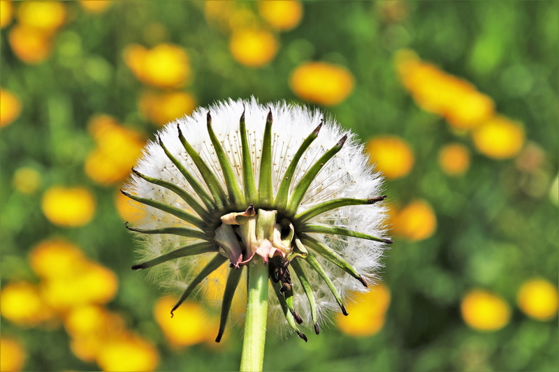 closeup, the background, photography, plant, sunny day, light, park, flower head, day, plants, focus, growth, peace of mind, seasons of the year, garden