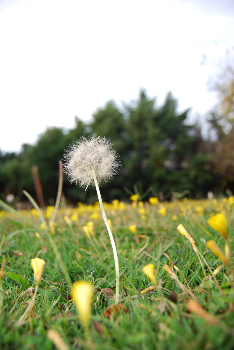 Summer, season, inflorescence, dom, wind, botany, Dandelion, tranquil, grass, white, macro, light, flower, flora, 4K, seed, green, vulnerability, green Color