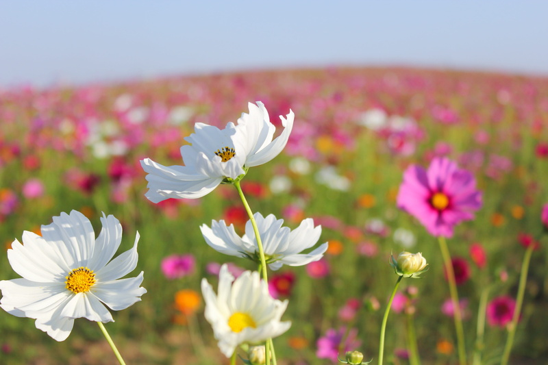 photography, flowerbed, blooming, autumn, no people, white, flower, growth, close-up, pink color, outdoors, fragility, meadows, petal, focus, purple, environment