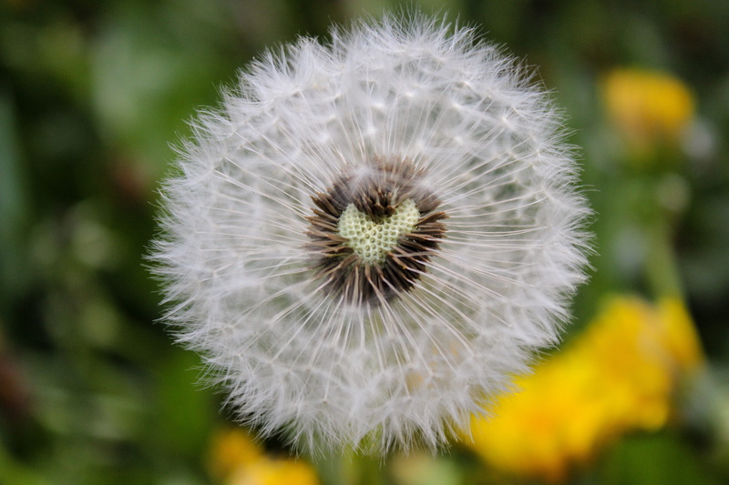 beauty in nature, fluffy, flowering plant, yellow, blow, form, withered, white, summer, nature, selective, fragility, dandelion, art, flower head, day