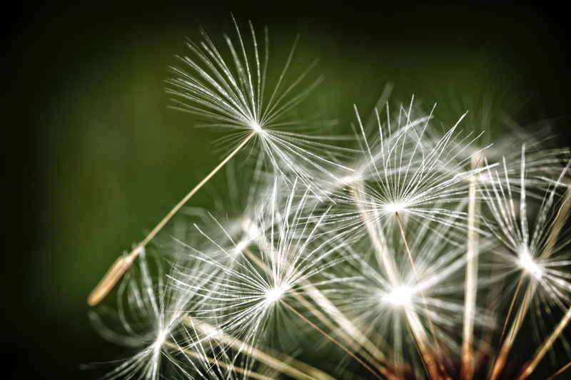 dark, flower head, breeze, softness, close-up, beauty in nature, shallow, black background, growth, color, outdoor, outdoors, gloomy, full frame, dandelion