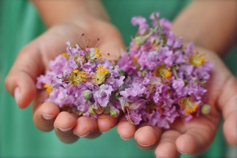 beauty in nature, purple, farm, holding, selective focus, garden, play, summer, fragility, finger, happiness, people, hand, kid, nature, flower head, little
