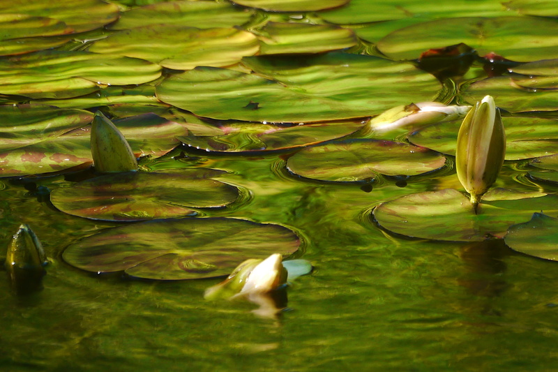 waterlilies, plant, green color, freshness, lilly pads, deep, nj, leaf, water lily, bright, summer, calm, vulnerability, no people, green, nature, zen