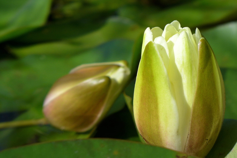 east, waterlilly, plant, flowing, focus on foreground, peace, lilies, green, nature, water lily, day, summer, pad, exotic, petals, tranquil, food, healthy eating