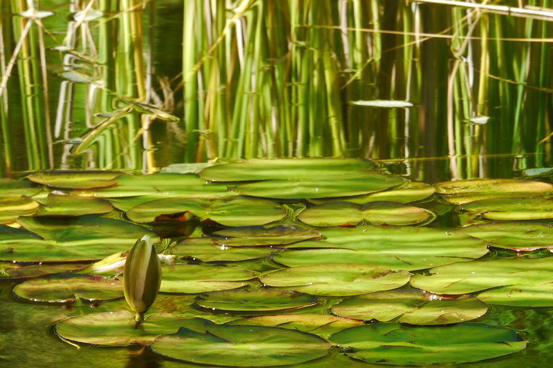 bamboo - plant, waterlilly, background, leaf, floating on water, deep, lake, day, water, lily, lilly pads, plant part, pond, purity, lilies, blooming, koi