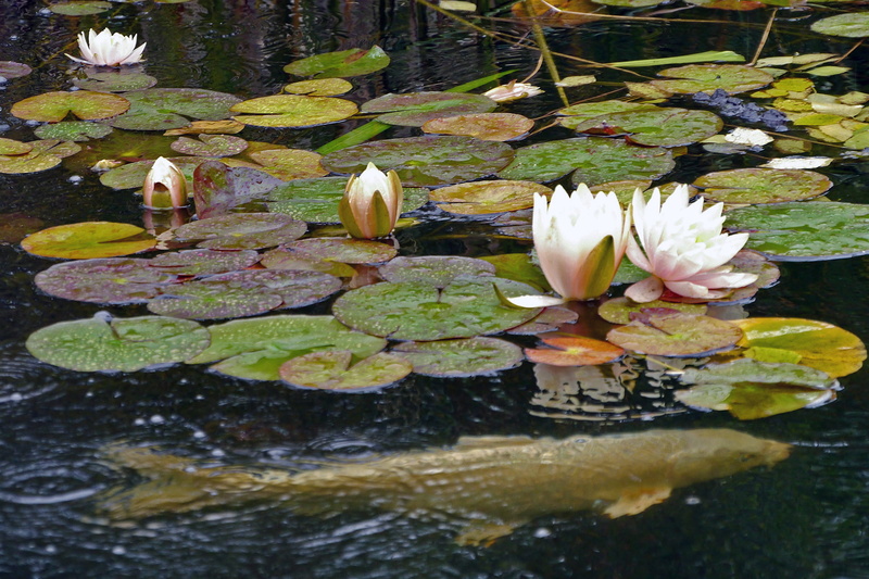 asia, zen, bright, bloom, blooming, lotus, background, meditation, plant, middletown, tranquil, water plant, lilly pads, lilies, leaves, exotic, vulnerability
