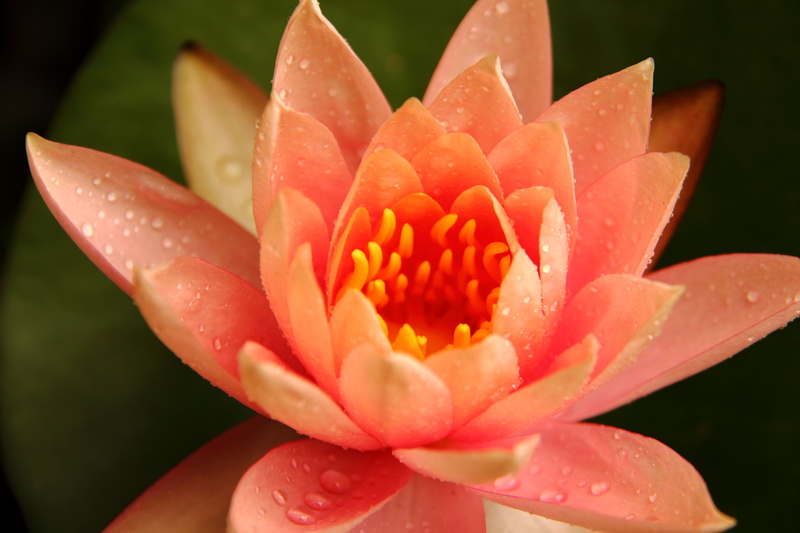 botany, water Lily, natural, lotus Water Lily, vulnerability, leaf, pollen, tropical, fragility, pink flowers, exotic, lily, drop, colorful, color, focus