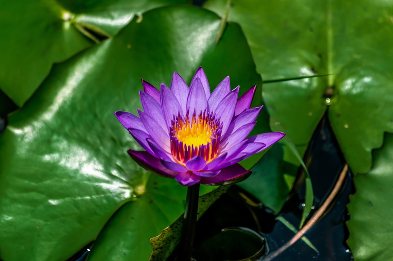 beauty in nature, flower, nature, green color, leaf, tropical, water lily, white, lotus, flower head, blooming, water, beauty, petal, summer, growth, plant part
