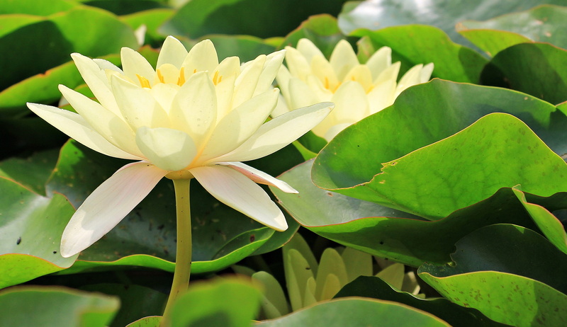 flowering plant, petal, yellow lily, pond, aquatic plants, 4K, nymphaea, close-up, botany, growth, leaf, flower Head, lake, lotus Water Lily, yellow flowers