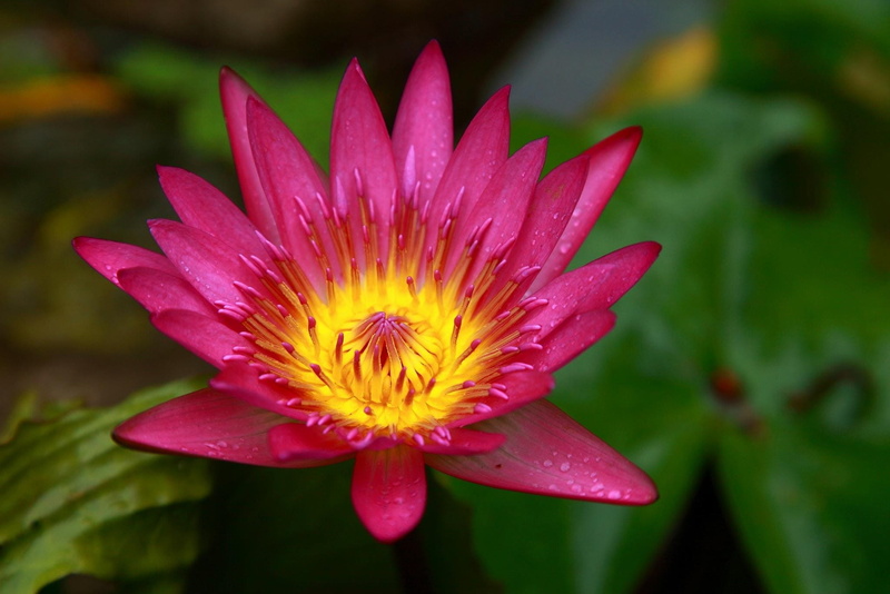 botany, fragility, water Lily, summer, 1080P, water, rain, outdoors, green Color, raindrop, inflorescence, pond, beauty In Nature, nature, pollen, Taiwan