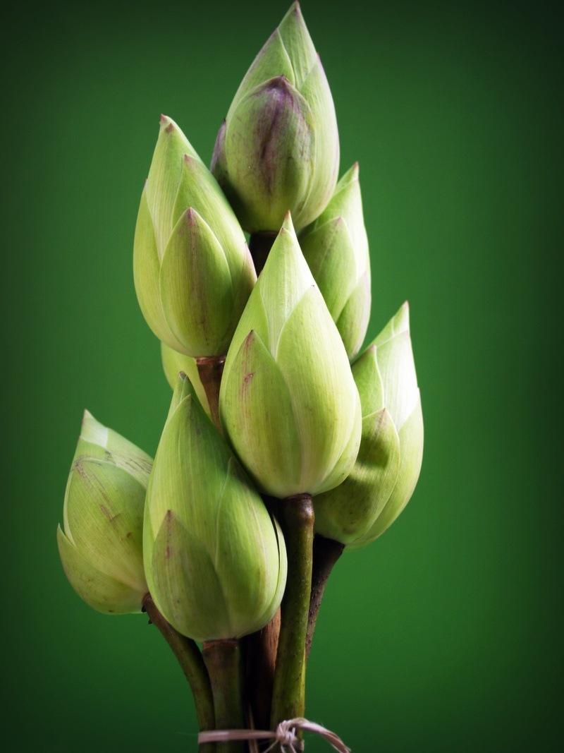 blooming, bud, nature, natural, fruit, 2K, blossom, clarity, close-up, Flower, close, aquatic, petal, wellbeing, beauty in nature, background, asia, Garden