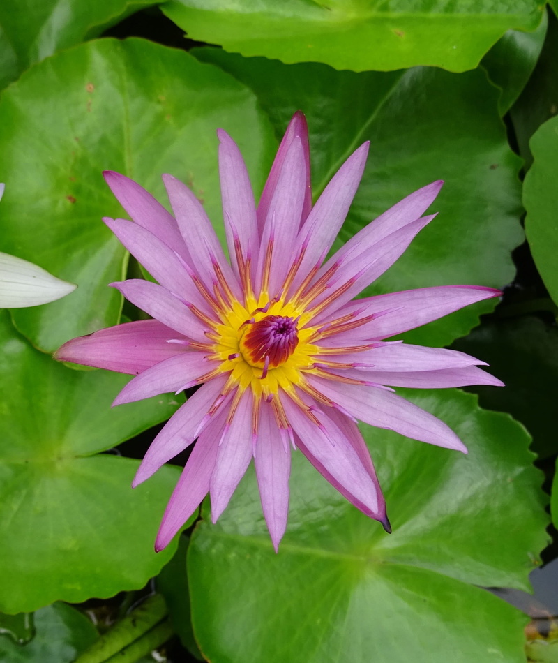 aquatic, nature, pollination, botany, pollen, nymphaea capensis, tropical, 1080P, floral, no people, bangalore, insect, green Color, freshness, lily, flower