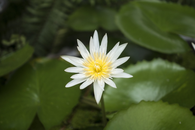 no people, daisy, freshness, tropical, lake, focus on foreground, aquatic, growth, macro, green, water lily, blooming, zen, Plant, beauty In Nature, vulnerability