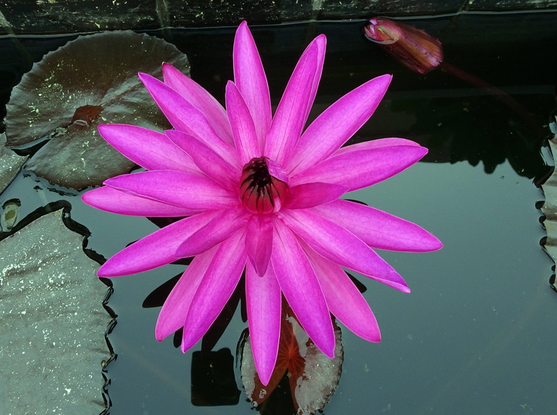 water, freshness, Red Water, jamnagar, india, leaf, Lal, pollen, flowering plant, plant, 2K, lily, inflorescence, no people, Flower, Shapla, flower Head