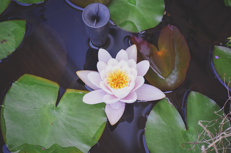 orange, idyllic, aquatic, growth, scenic, no people, lily pad, close-up, lily, spectacular, blossom, spring, plant part, tranquil, oriental, botany, flower