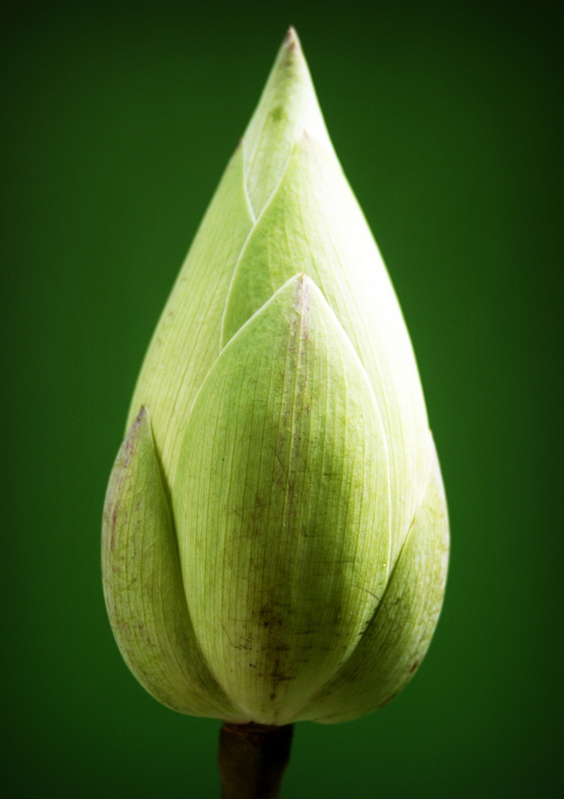 summer, waterlily, delicate, green color, recreation, india, blossom, serenity, nature, plant, no people, background, garden, buddhism, black background