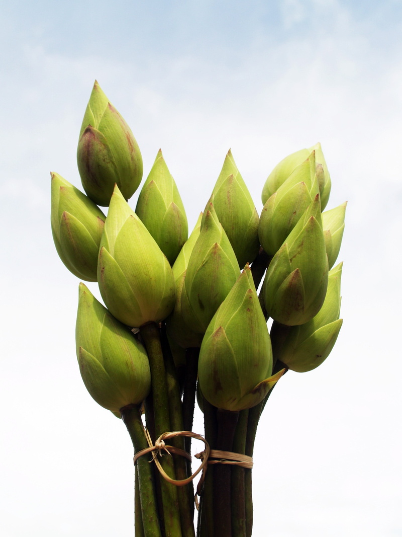 delicate, pure, tulip, freshness, green color, relax, tradition, flavor, aroma, design, symbol, fresh, close-up, lotus, leaf, landscape, flower, beauty in nature