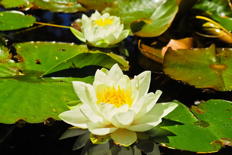 floating on water, outdoors, white blossom, petal, lake rosengewächs, pond plant, garden pond, teichplanze, flower, growth, Roses, summer, blossom, yellow