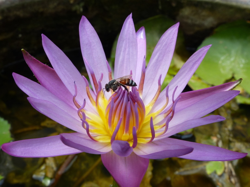 green, waterlilly, lily, animal wildlife, petal, environment, growth, bright, asia, animals in the wild, flower Head, pollination, 2K, bee, blossom, animal themes