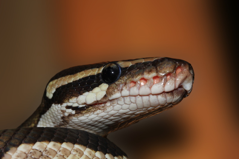 no people, poisonous, snake, eye, animal scale, animal eye, close-up, animals in the wild, animal, aggression, portrait, beauty, animal head, brown, non toxic