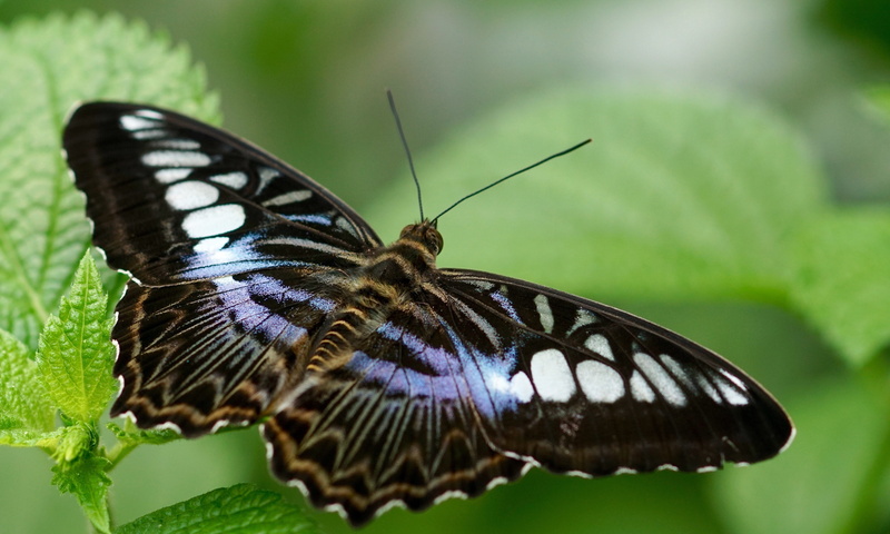 invertebrate, beautiful, focus on foreground, outdoors, no people, entomology, plant part, animal antenna, flower, fly, colorful, garden, bright, animal wing