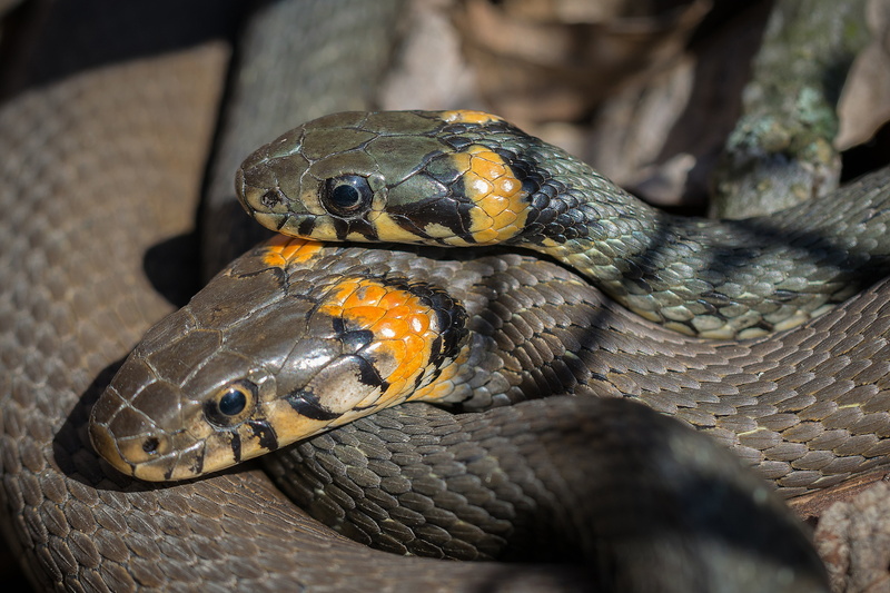 animal eye, brown, vertebrate, reptile, animal, reproduction, one animal, animal scale, tortoise, snake, mating, beach snakes, 4K, photo, day, animal markings