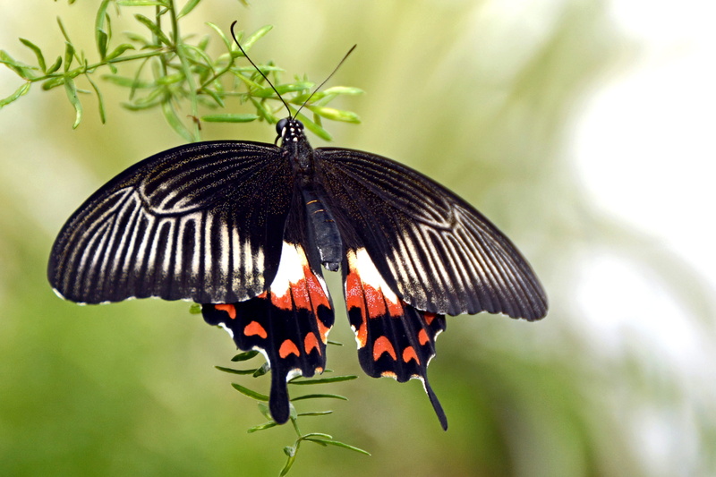 animal themes, papilio polytes, red, creature, pollination, invertebrate, beauty in nature, close-up, head, focus on foreground, leaf, swallowtail butterfly