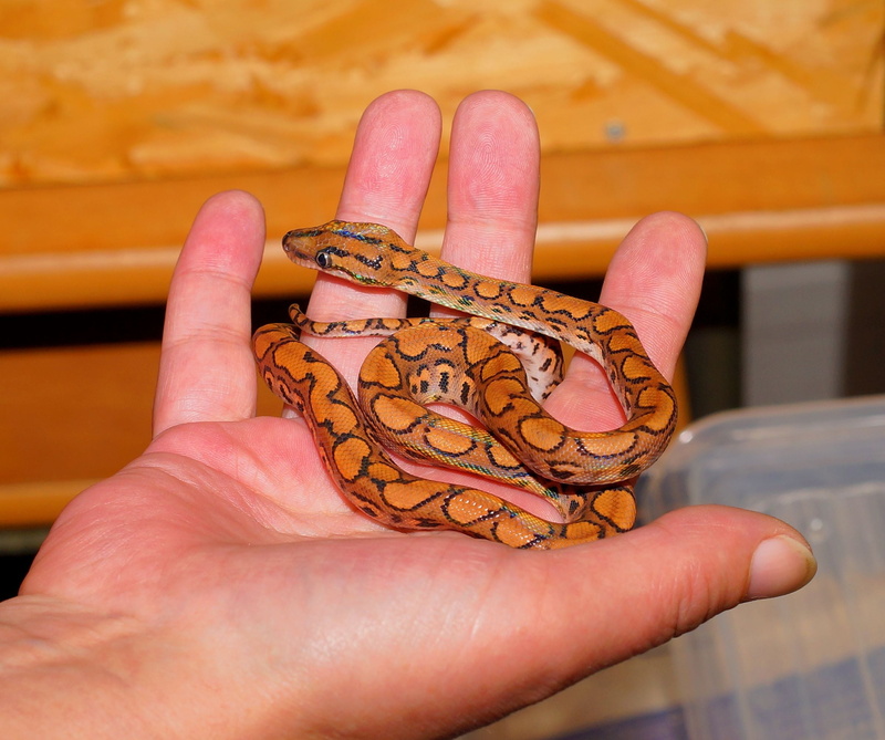 human finger, close-up, colorful, exotic, brazilian red rainbow boa, personal perspective, scale, beautiful, constrictor, iridescent, one person, color