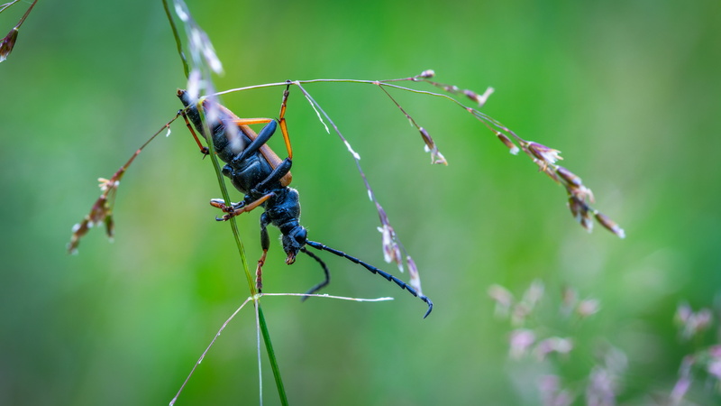 one animal, animal themes, animal wildlife, macro, color, biology, wildlife, growth, leaf, beetle, insect, wild, garden, nature, invertebrate, bug, beauty in nature