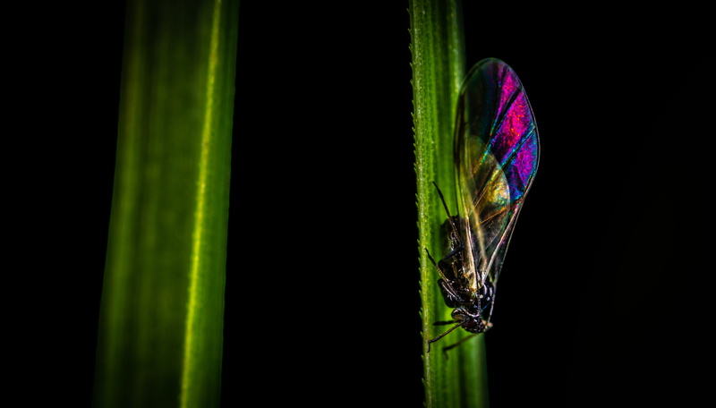 plant, butterfly, black background, black, animal, 5K, environment, wild, focus, plant part, no people, wildlife, perched, focus on foreground, green color