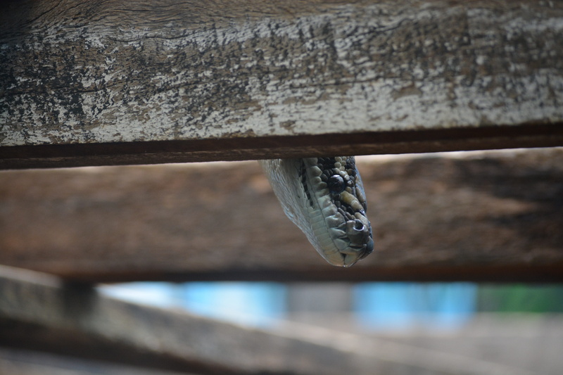 outdoor, beware, built structure, animal themes, serpent, Eye, australia, look, Snake, day, outdoors, animal wildlife, bird, devil, nature, phobia, explore