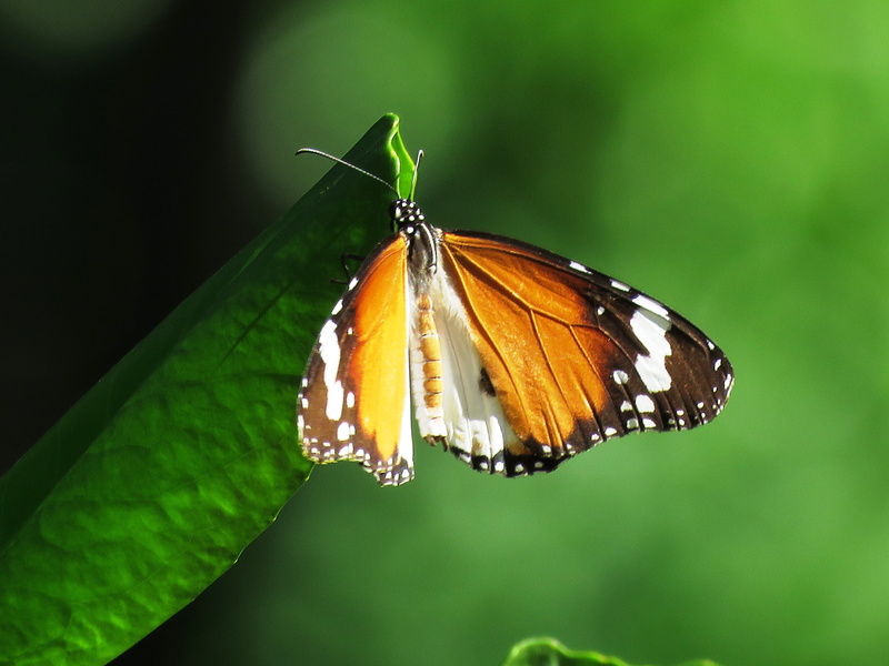 love, macro, no people, daytime, white, invertebrate, black butterfly, beauty in nature, butterfly, bug, julia, animal, black, day, garden, spring, wing