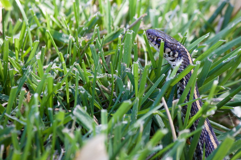 vertebrate, green color, striped, growth, wildlife, lawn, beauty in nature, outdoor, green, natural, animal, head, snake, one animal, sneaky, spring, camouflage