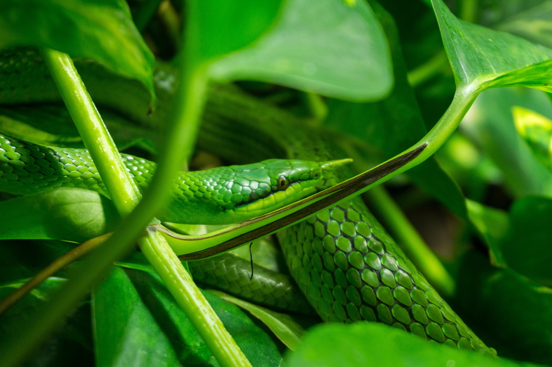 curled up, creature, lizard, live, young, non-hazardous, sun, outdoors, poisonous, 5K, in the, macro, communication, snake, bokeh, grass snake, day, reptile