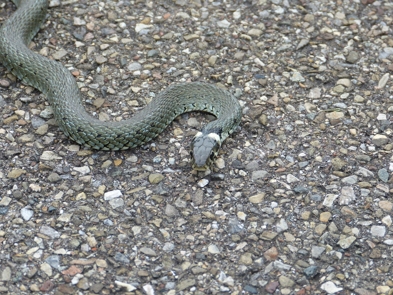 gravel, no people, high angle view, one animal, 4K, mouth open, animal head, stone, poisonous, young animal, pebble, nature, natrix natrix, non-hazardous