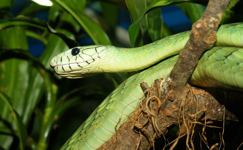 close, vertebrate, highly toxic, tree snake, dangerous, exotic, animal themes, day, head, close-up, animal body part, poisonous, rainforest, nature, creature