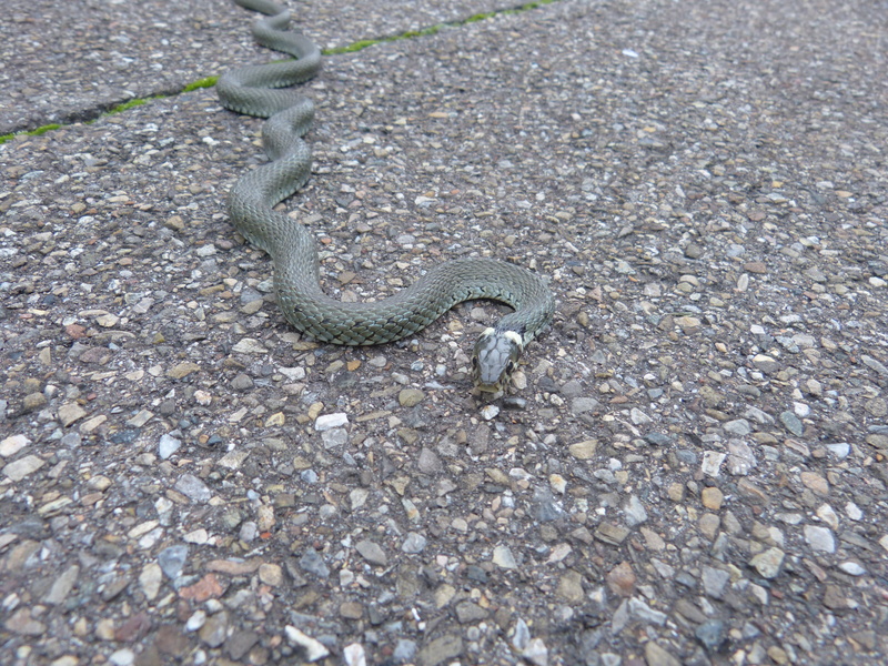 nature, animal, animal wildlife, day, natrix natrix, pebble, colubridae, species, non-hazardous, ground, sign, outdoors, solid, one animal, young animal