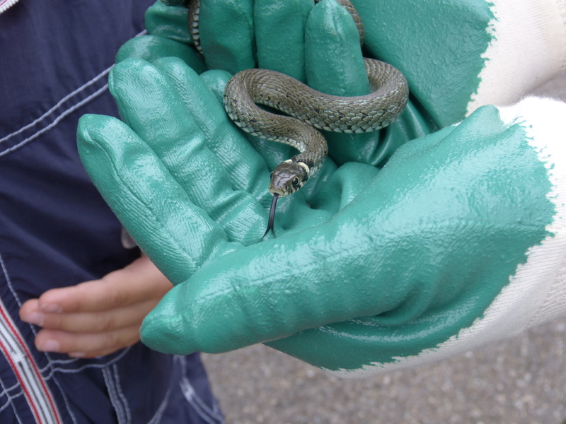 human body part, holding, gloves, reptile, young animal, lizard, capture, real people, hand, one animal, day, species, green color, natrix natrix, snake