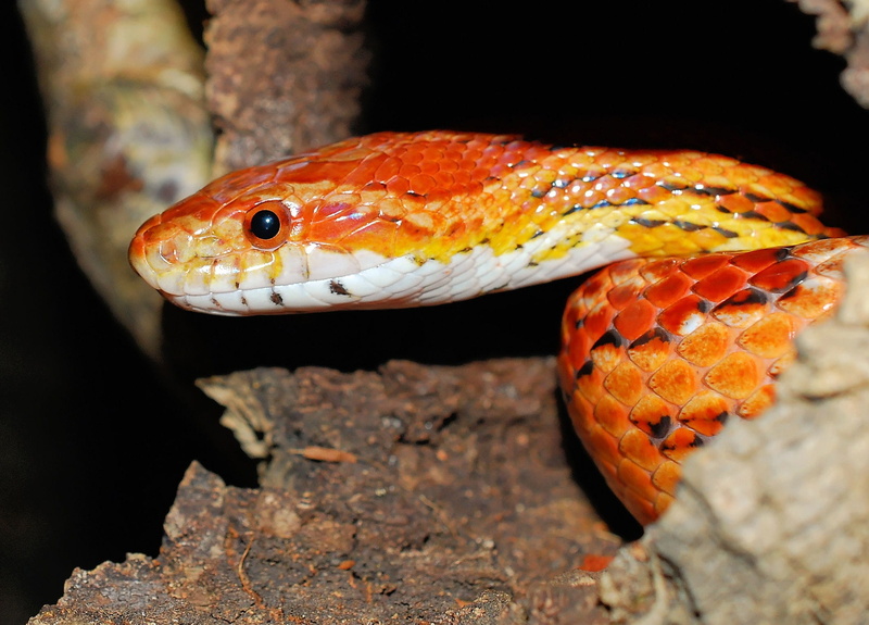 scale, orange color, day, non toxic, animal head, color strong, pantherophis guttatusschlange, lurking, animal themes, animal eye, non-hazardous, gecko