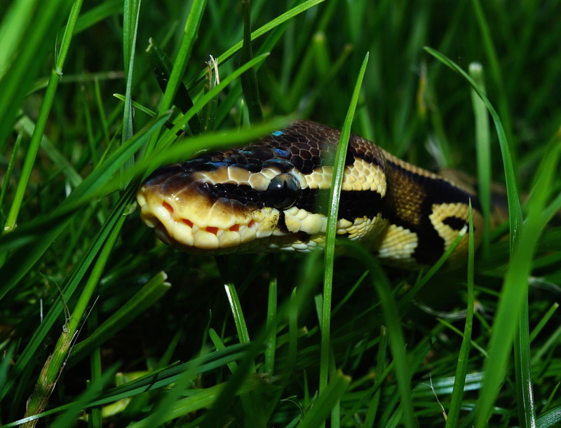 animal, green color, animal scale, grass, animal head, vertebrate, animal mouth, one animal, close-up, day, outdoors, nature, python regius, blade of grass