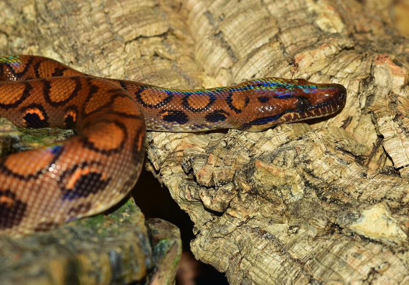 brazilian red rainbow boa, tree, day, lurking, scale, animals in the wild, textured, portrait, one animal, animal body part, red rainbow boa, outdoors
