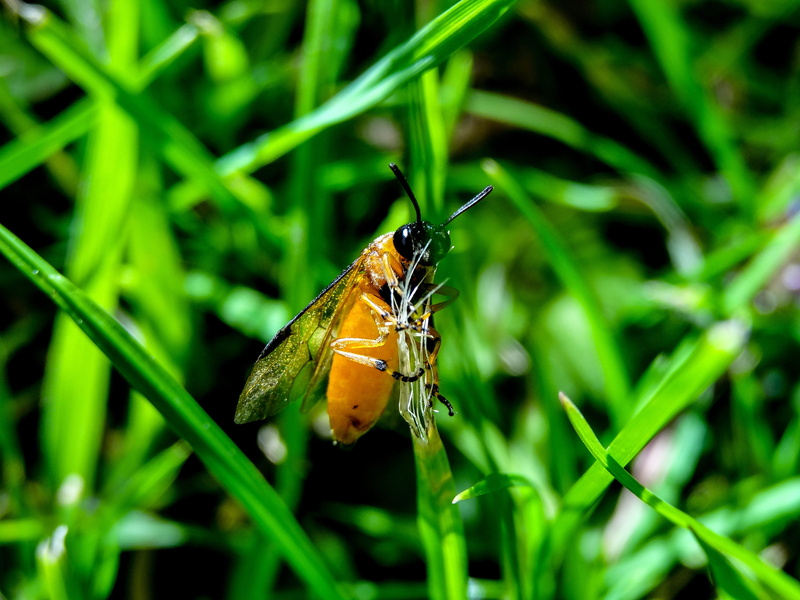 outdoors, day, grass, leaf, invertebrate, animal wing, bug, insects, wing, biology, fly, insect, color, small, animal wildlife, close, fauna, natural, close-up