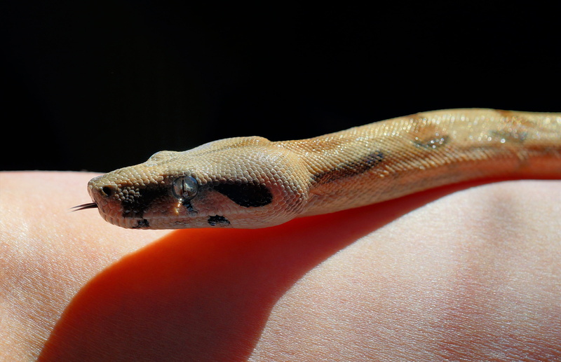 animal eye, hand, heat, one animal, lurking, gecko, scale, nature, people, tongue, animal scale, vertebrate, skin, non toxic, close-up, creature, animal body part