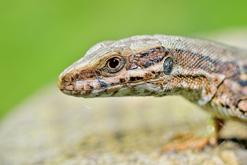 grass, Reptile, Animal, eye, carnivore, close-up, animal eye, Animals, side view, jungle, rainforest, fauna, animal wildlife, crawling, animal head, day