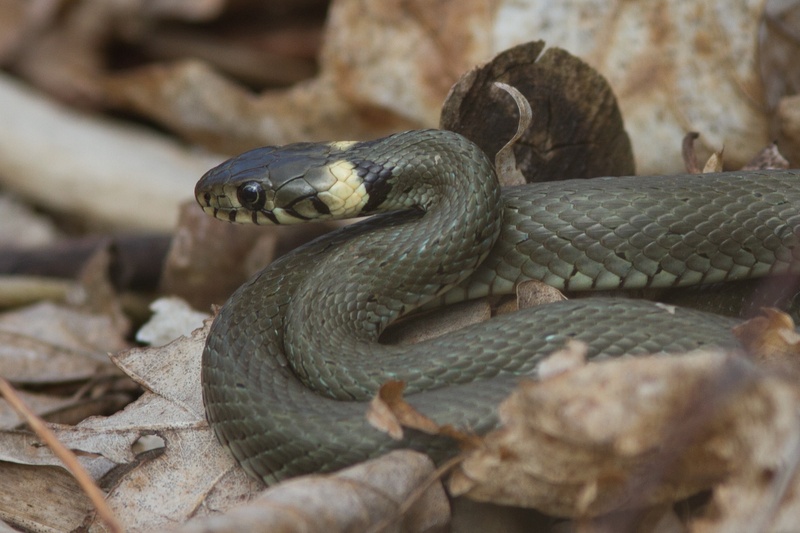poisonous, snake, pond, nature conservation, scheu, protection of species, 1080P, vertebrate, head, small, grass snake, aggression, animal, no people