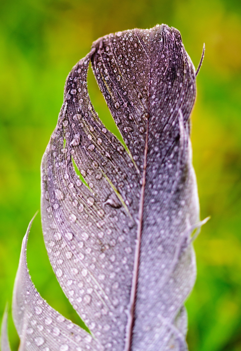 leaf, vulnerability, plant part, garden, close-up, tree, sunny, green, drop, summer, close, focus on foreground, after rain, animal, natural, dew, fresh