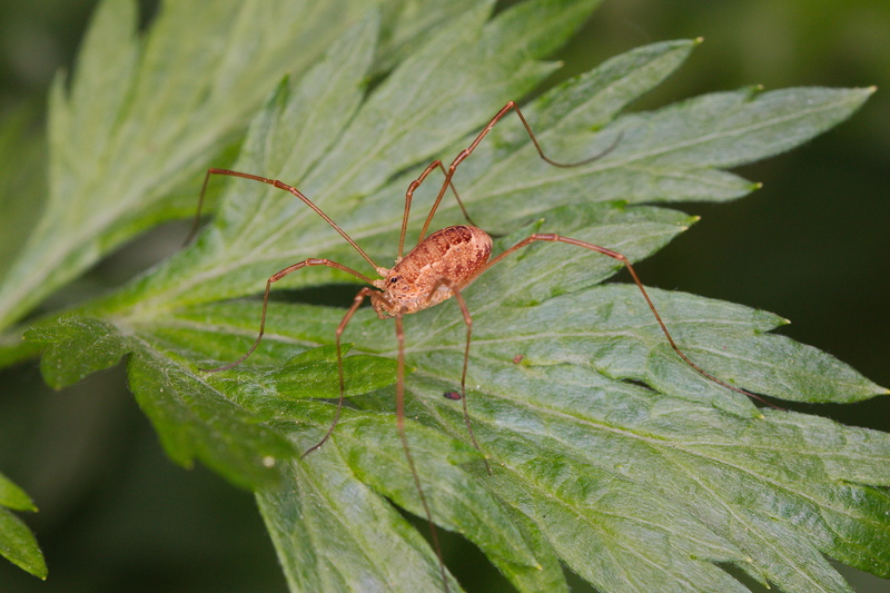 plant part, animal themes, plant, wild, leaf, nature, one animal, small, tree, animals in the wild, green color, spider, day, invertebrate, animal wildlife