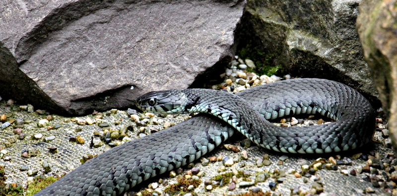 animal wildlife, black, animal world, animal head, vertebrate, animals in the wild, sign, high angle view, beside, poisonous, animal themes, snakehead
