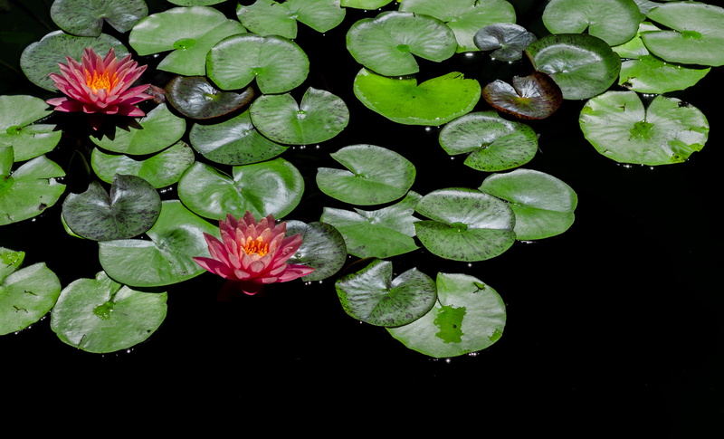 plant part, color, flower, close-up, flower head, garden, petal, delicate, outdoor, pool, tropical, fragility, inflorescence, blossom, reflection, waterlily
